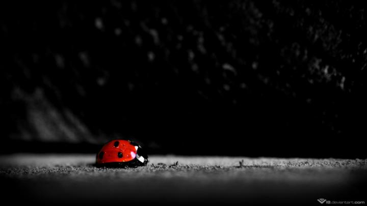 ladybirds \/ 1920x1080 Wallpaper | Black wallpaper, Dark wallpaper 