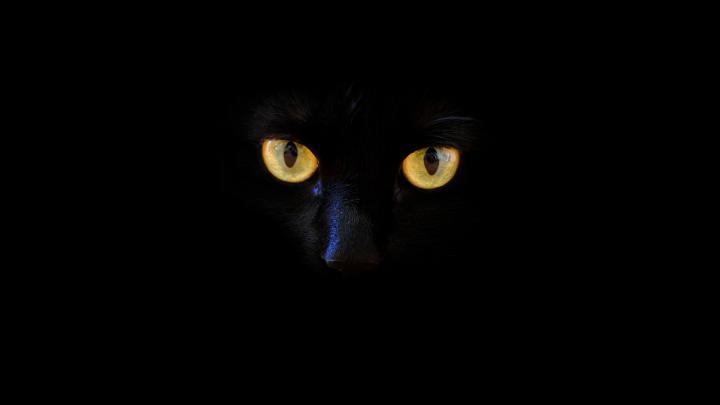 Download 1920x1080 wallpaper black cat, yellow eyes, portrait, full hd 