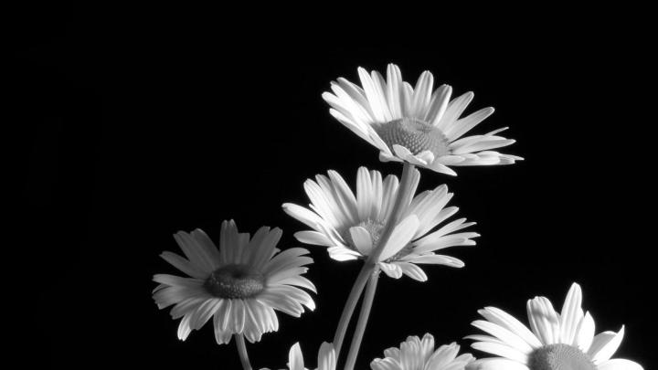 Black And White Flower Wallpaper - Black And White Flower Wallpaper Hd 
