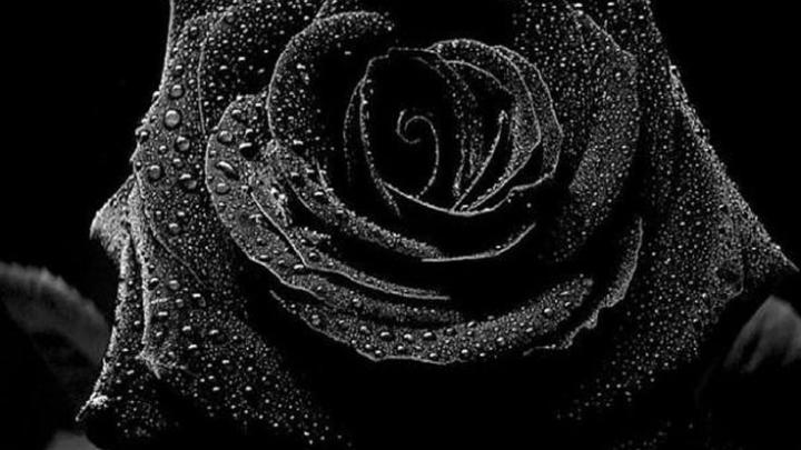 Res: 1920x1080, Wallpaper Black Rose - Wallpapers | Rose wallpaper 