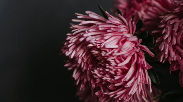 Download 1920x1080 wallpaper flowers, pink flowers, chrysanthemum 