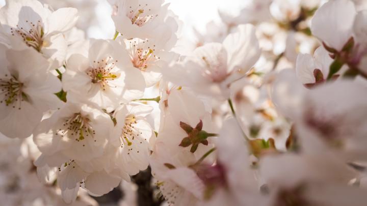 Download 1920x1080 wallpaper flowers, white, apple blossom, spring 