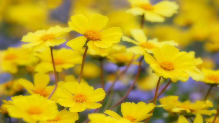 flowers world california national monument yellow flowers 1920x1080 