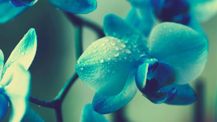 flowers water drops depth of field \/ 1920x1080 Wallpaper | Blue flower 