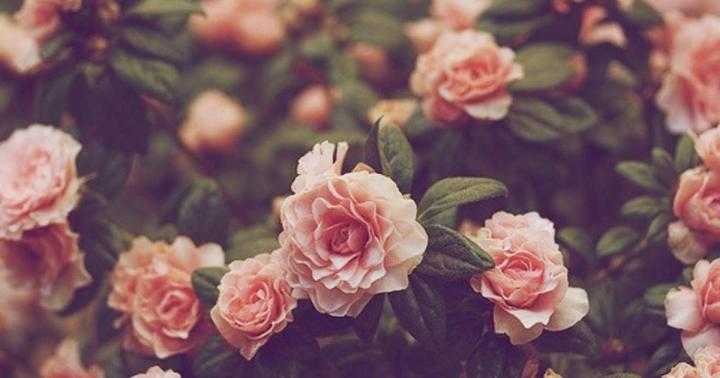 Flower Images Wallpapers For Laptop : Flower Wallpapers Laptop Download 