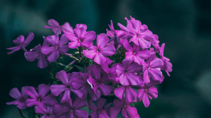 Wallpaper Flowers, Lilac, Inflorescences, Macro - Full Hd Hd Wallpapers 