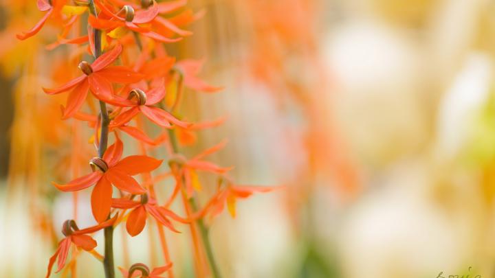 macro, flowers, orange flowers, plants | 1920x1080 Wallpaper - wallhaven.cc