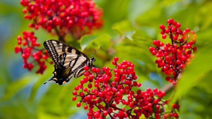 Beautiful Butterflies and Flowers Wallpapers (56+ images)