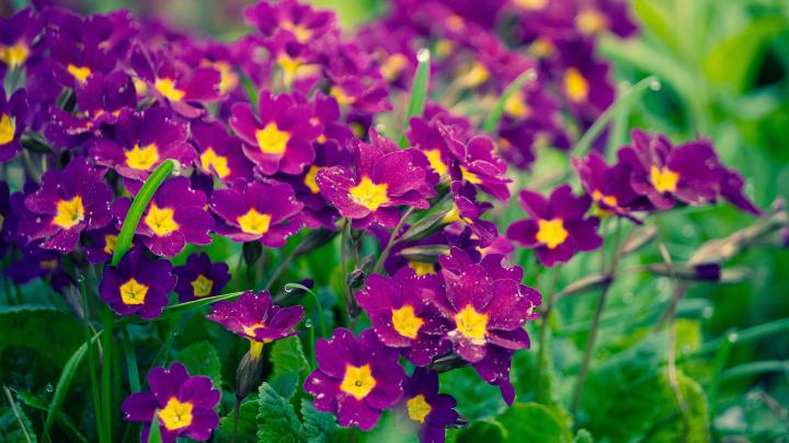 Purple Flowers wallpaper | 1920x1080 | #38160