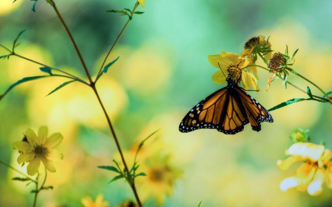 Beautiful Butterflies and Flowers Wallpapers (56+ images)