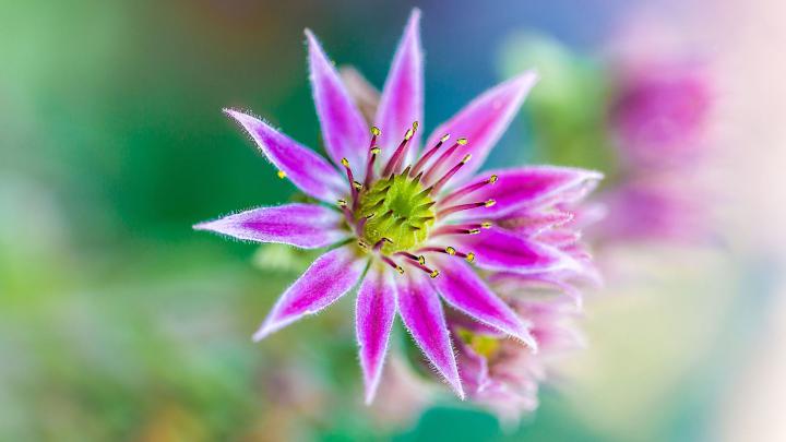 \u041e\u0431\u043e\u0438 1920x1080 \u0446\u0432\u0435\u0442\u043e\u0432 \u0440\u043e\u0437\u044b \u043b\u0438\u043b\u0438\u0438 \u0446\u0432\u0435\u0442\u044b 1920\u04451080 HD \u0441\u043a\u0430\u0447\u0430\u0442\u044c