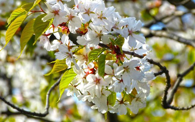 4K Nature Wallpaper Spring Japan (45+ images)
