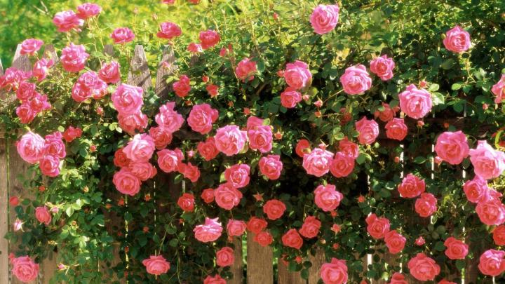 Download Wallpaper 1920x1080 roses, flowers, fences, glare, summer Full 