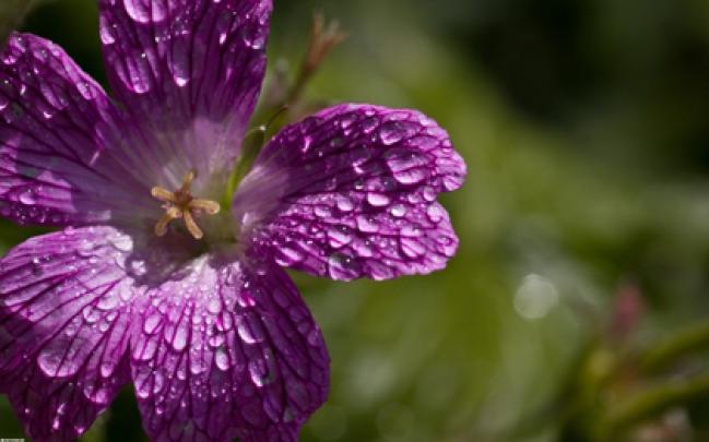 flowers plants water droplets macro 2560x1600 wallpaper High Quality 