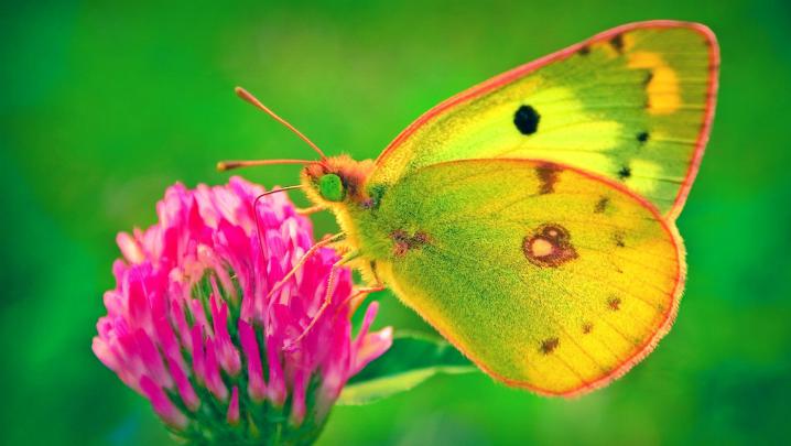Beautiful Butterflies and Flowers Wallpapers (56+ images)