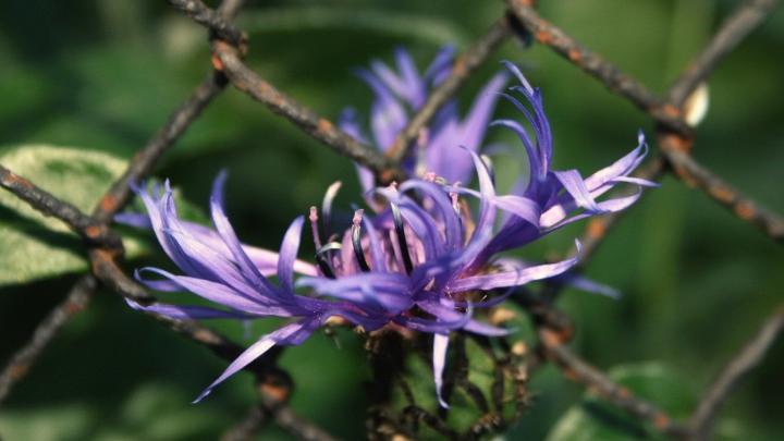 1920x1080 hd wallpaper flower | World art, Wallpaper 1920x1080 