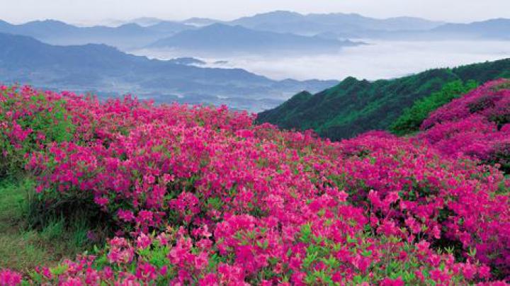 1920x1080 Wallpaper flowers, mountains, pink, slope | \u0414\u0438\u043a\u0438\u0435 \u0446\u0432\u0435\u0442\u044b 