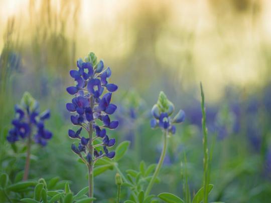 [37+] Bluebonnet Wallpaper Desktop 