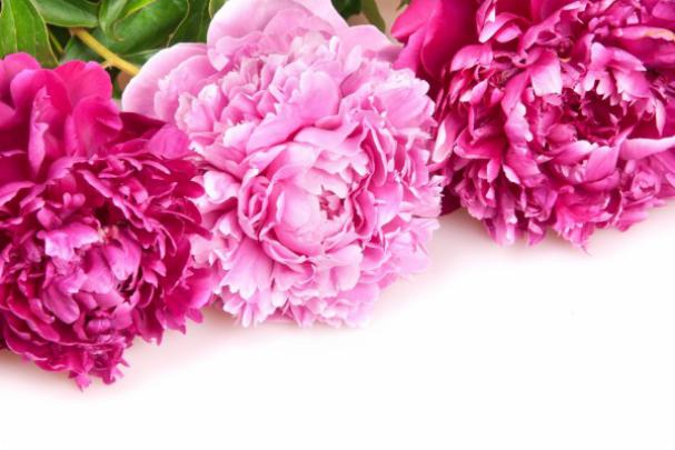 Peonies Wallpaper Screensaver - Rose Beautiful Rose Wallpaper Flowers 
