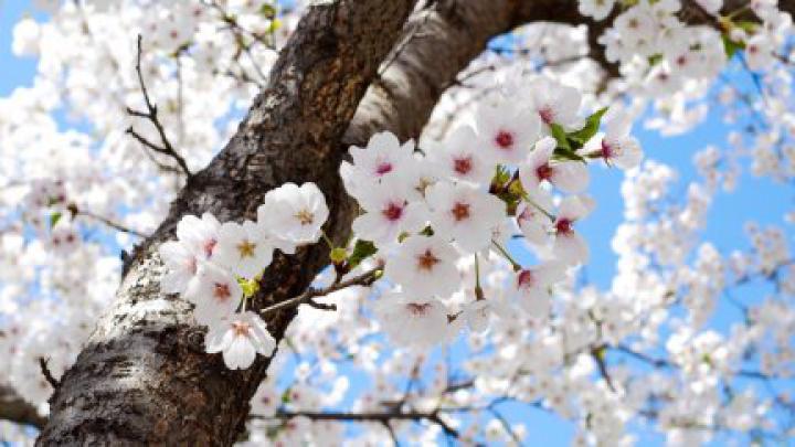 spring, flowers, nature, plants, trees | 1920x1080 Wallpaper - wallhaven.cc