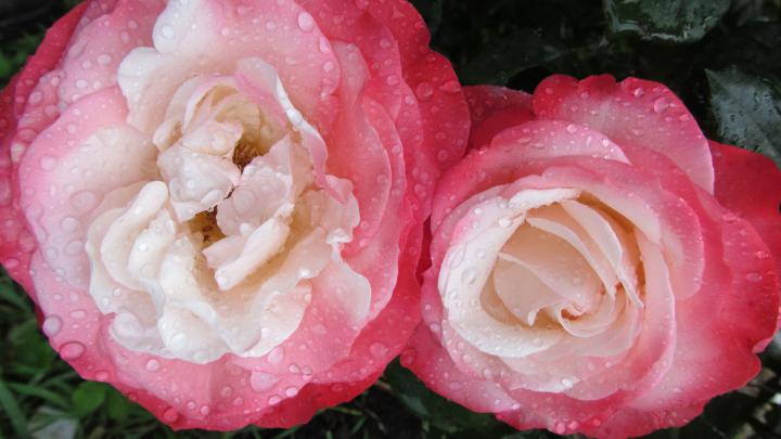 \u041e\u0431\u043e\u0438 \u0446\u0432\u0435\u0442\u044b 1920x1080 \u0444\u043e\u0442\u043e \u043e\u0431\u043e\u0438 \u0446\u0432\u0435\u0442\u043e\u0432 1920\u04451080 HD wallpapers flowers 