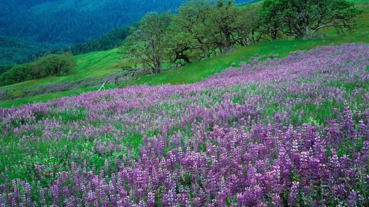 1920x1080 Wallpaper flowers, mountains, slope, grass, green, lilac 