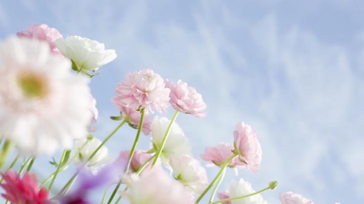 \u0426\u0432\u0435\u0442\u044b, \u0431\u0435\u043b\u044b\u0435, \u0440\u043e\u0437\u043e\u0432\u044b\u0435, \u0432\u0435\u0441\u043d\u0430, \u043d\u0435\u0431\u043e \u043e\u0431\u043e\u0438 \u0434\u043b\u044f \u0440\u0430\u0431\u043e\u0447\u0435\u0433\u043e \u0441\u0442\u043e\u043b\u0430, \u043a\u0430\u0440\u0442\u0438\u043d\u043a\u0438 