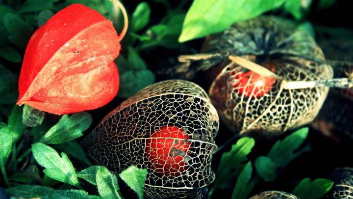 1920x1080 Wallpaper flowers, buds, net | \u0424\u0440\u0443\u043a\u0442\u044b, \u0426\u0432\u0435\u0442\u044b, \u0421\u0430\u0434\u043e\u0432\u044b\u0435 \u0440\u043e\u0437\u044b