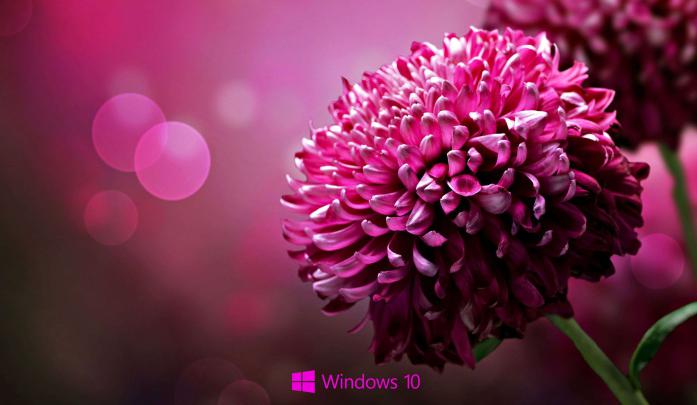 Flower Images Wallpapers For Laptop : Flower Wallpapers Laptop Download 