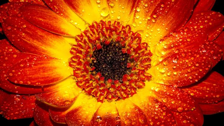 1920x1080 Wallpaper flower, petal, drop, orange | Hd flowers, Sunflower 