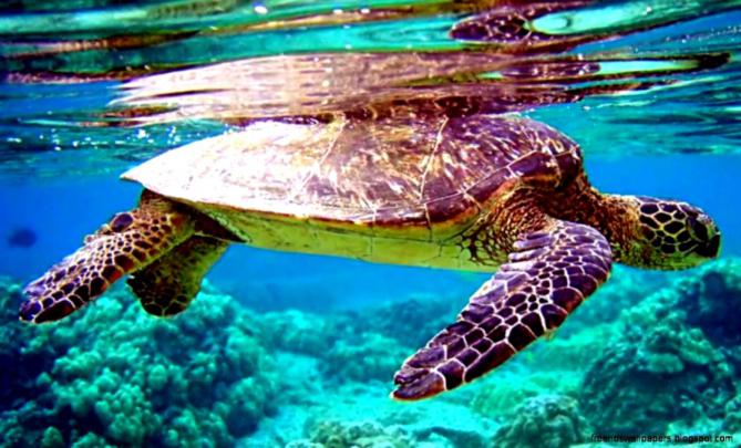 1080p Images: Live Wallpaper Hd 1080p Free Download