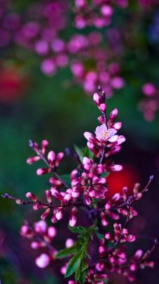 The Best 21 Flower Hd Wallpaper For Mobile 1920X1080 - Tico Funny