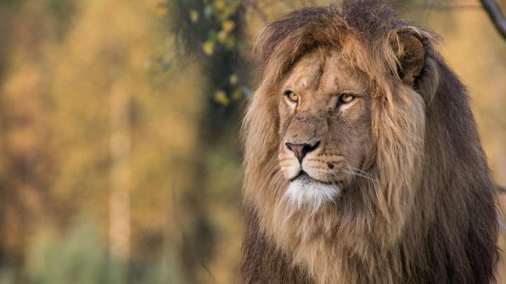 4K Ultra HD Lion Wallpapers - Top Free 4K Ultra HD Lion Backgrounds 