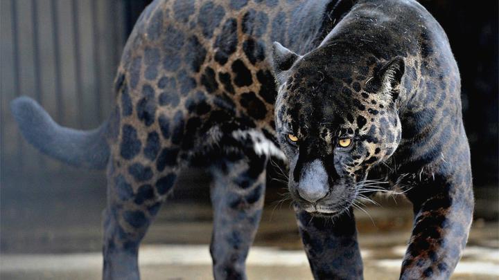 Black Jaguar 4K Wallpapers - Top Free Black Jaguar 4K Backgrounds 