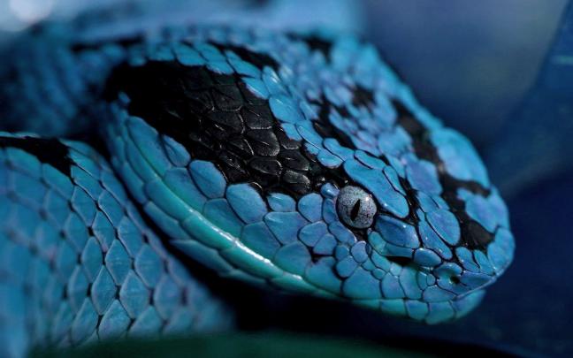 Ultra HD Snakes Wallpapers - Top Free Ultra HD Snakes Backgrounds 