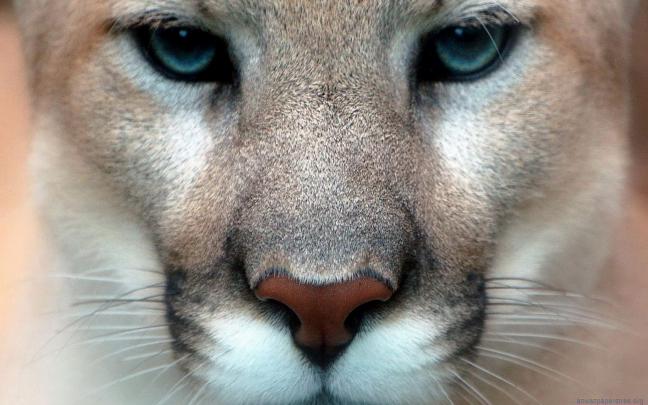 Mountain Lion Desktop Wallpaper -