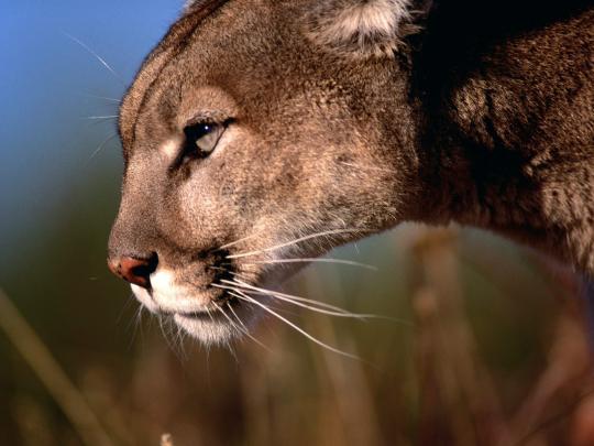 Mountain Lion Desktop Wallpaper -
