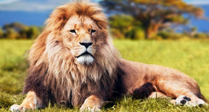 Lion Wallpaper - Colored Lion Wallpaper Wallery : Mac os x lion 