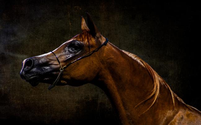 Arabian Horse Wallpaper Desktop
