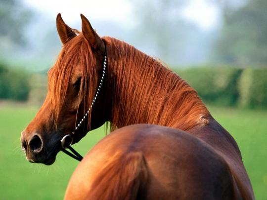 Arabian Horse Wallpapers