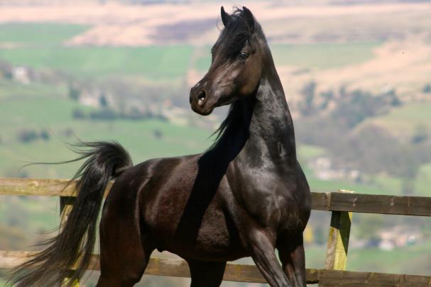 Arabian Horse Wallpaper (55+ images)