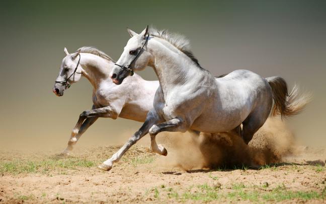 High Resolution Arabian Horse Desktop Wallpaper