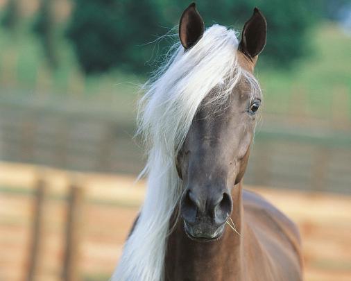 Arabian Horse Computer Wallpaper -