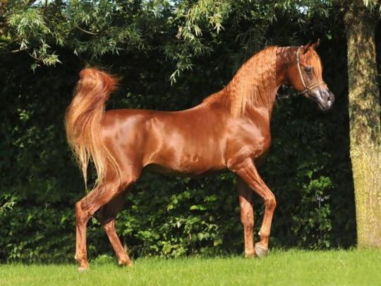 [47+] Arabian Horse Photo Gallery Wallpaper 