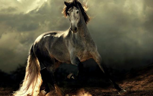 arabian horse beautiful - HD Desktop Wallpapers