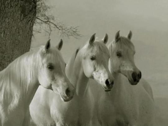 Arabian Horse Wallpapers