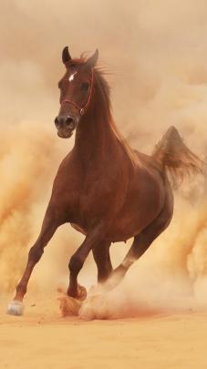 Arabian Horse Photo Gallery Wallpaper (53+ images)
