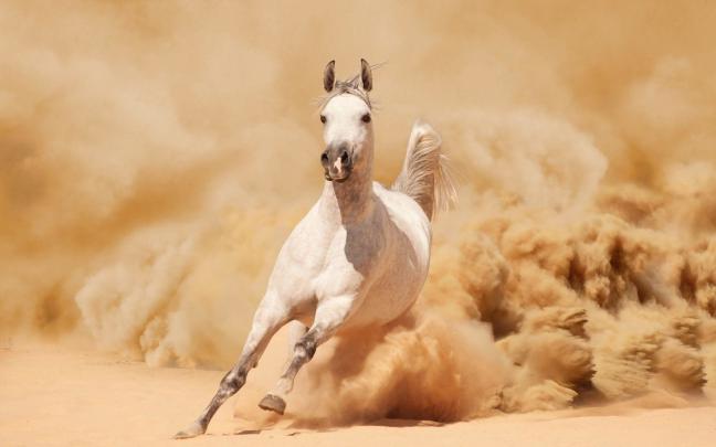 Arabian Horse Photo Gallery Wallpaper (53+ images)