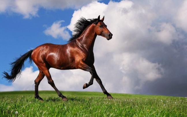 arabian horse - HD Desktop Wallpapers