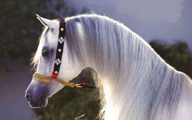 Arabian Horse Wallpapers